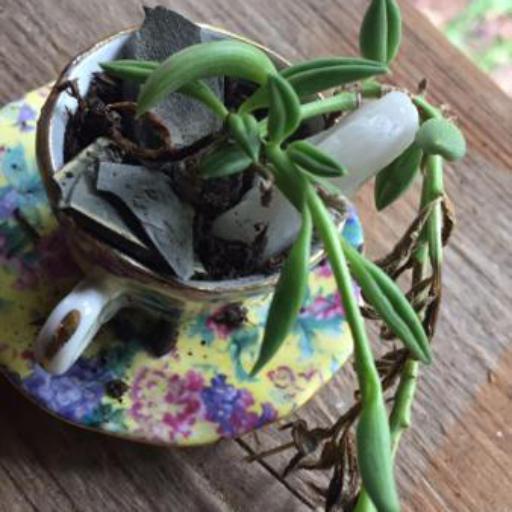 Curio radicans other