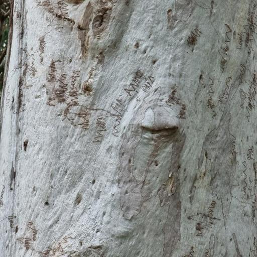 Eucalyptus racemosa other