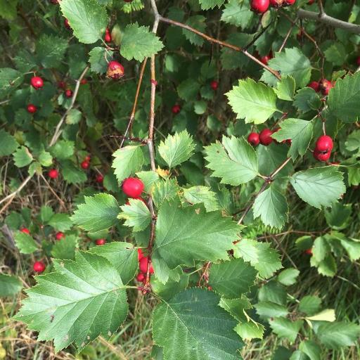 Crataegus flabellata other