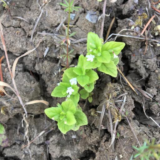 Micromeria douglasii other