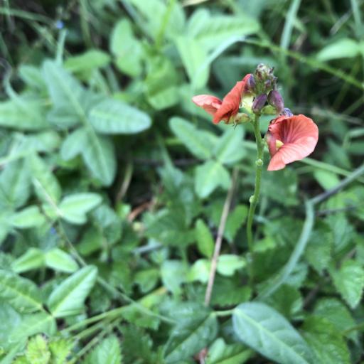 Macroptilium gibbosifolium other