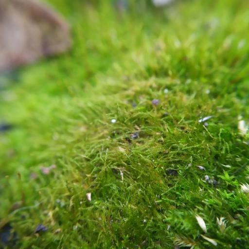 Amblystegium serpens — houseplant care guide