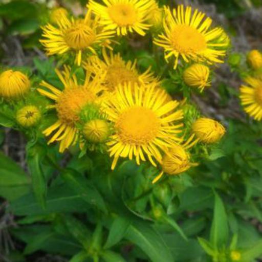 Pentanema britannicum other