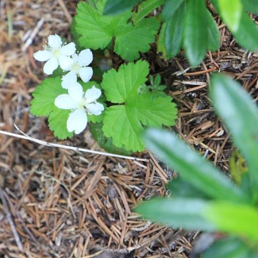 Rubus lasiococcus other