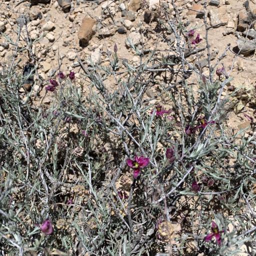 Krameria erecta other