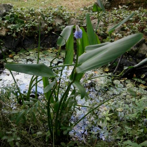 Pontederia sagittata — search result for 'Pontederia'