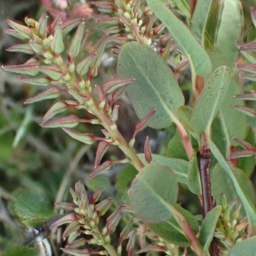 Salix myrtilloides other
