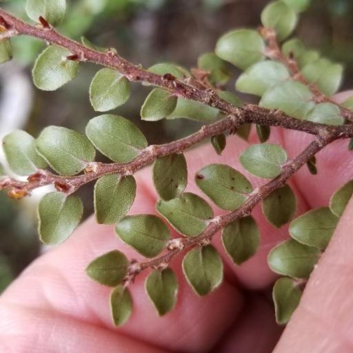 Nothofagus cliffortioides — search result for 'Nothofagus'