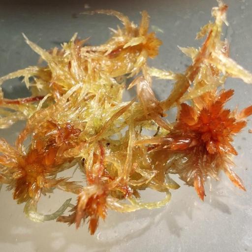 Sphagnum subnitens — houseplant care guide