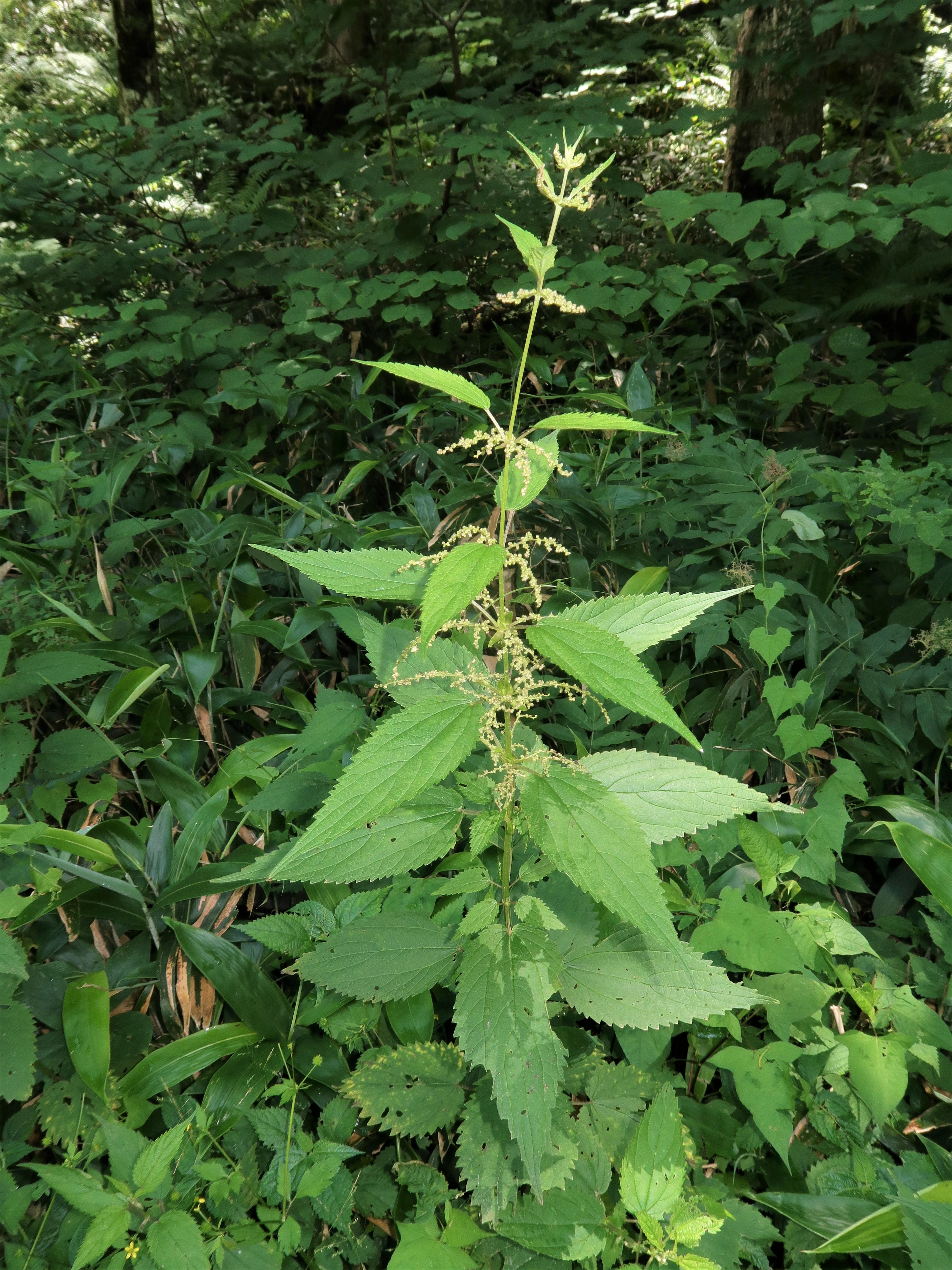 Urtica platyphylla other