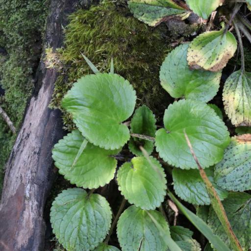 Ourisia macrophylla other