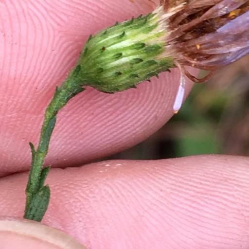 Symphyotrichum patens other