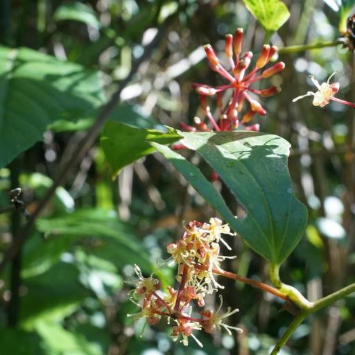 Smilax bracteata other