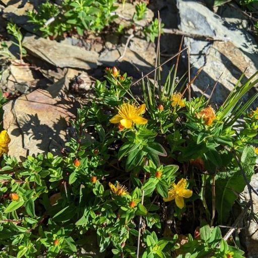 Hypericum nagasawae — search result for 'Hypericaceae'