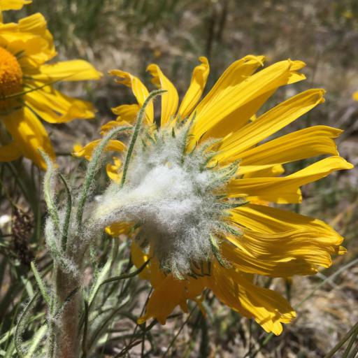 Hymenoxys grandiflora other