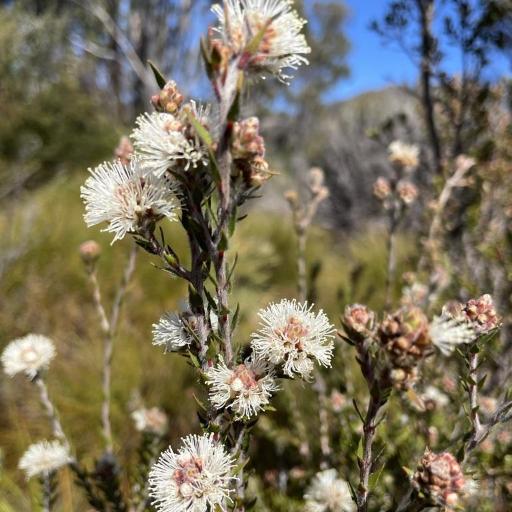 Melaleuca squamea other