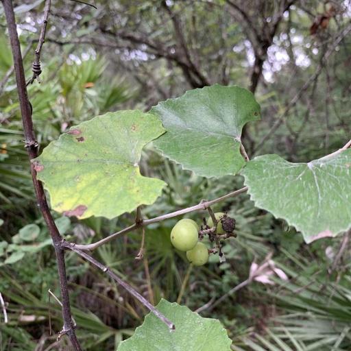 Vitis shuttleworthii other
