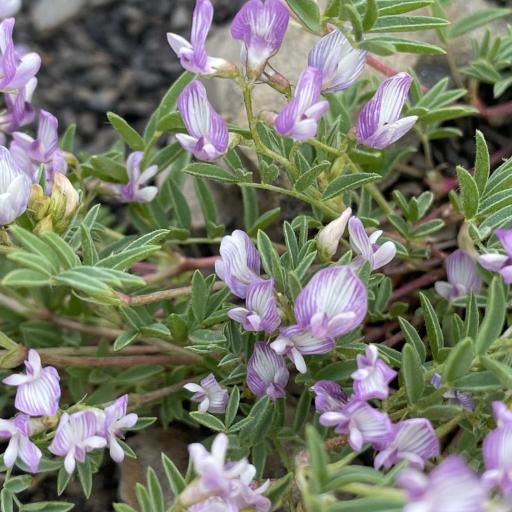 Astragalus vexilliflexus other