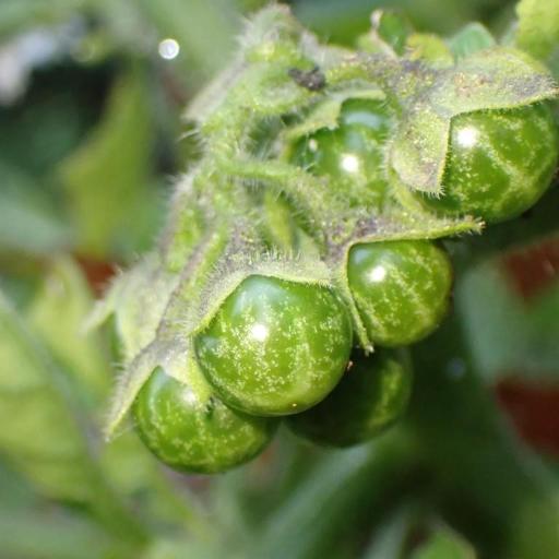 Solanum nitidibaccatum other