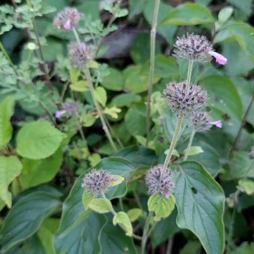 Clinopodium caucasicum — search result for 'Clinopodium'