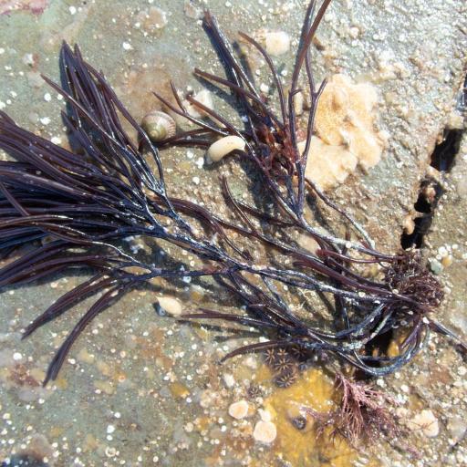 Furcellaria lumbricalis other