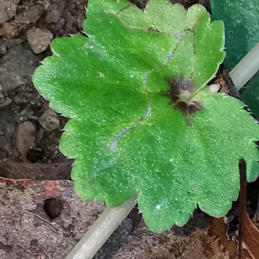 Begonia uniflora — houseplant care guide