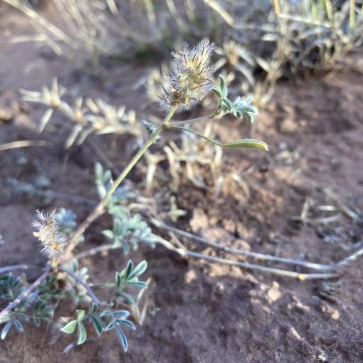 Dalea nana — houseplant care guide