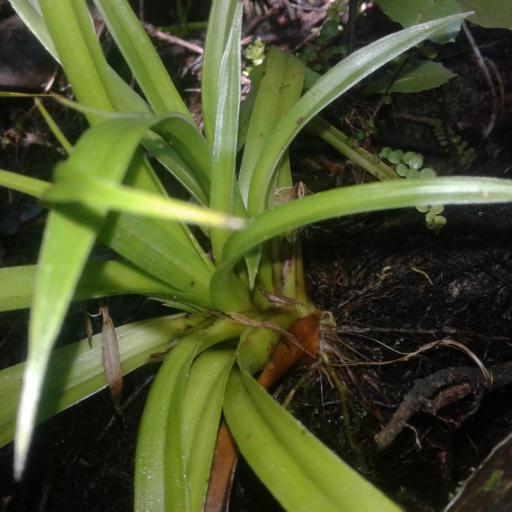 Astelia hastata other