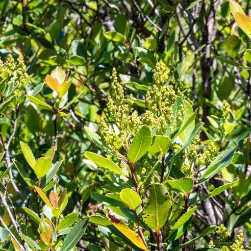 Laurophyllus capensis — houseplant care guide