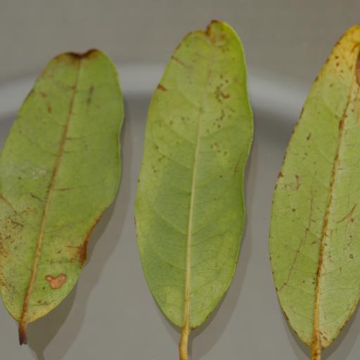 Nestegis cunninghamii — houseplant care guide