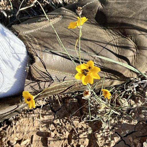 Thelesperma simplicifolium — related species from the same genus