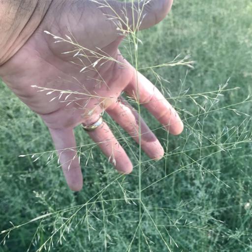 Eragrostis intermedia — search result for 'Eragrostis'
