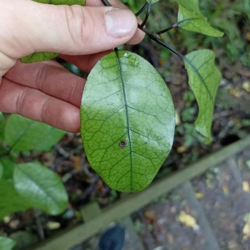 Litsea calicaris other