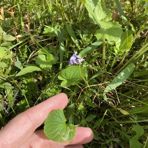 Viola langsdorffii other