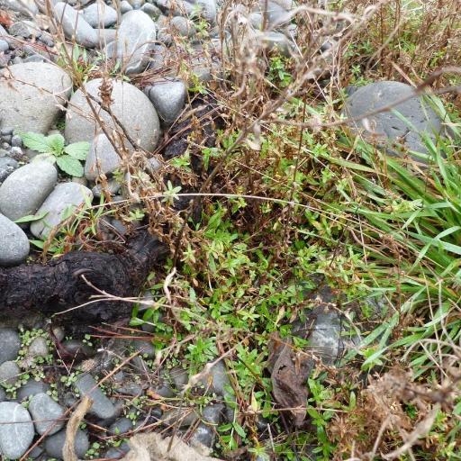 Epilobium billardierianum other