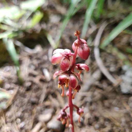 Pyrola aphylla — related species from the same genus