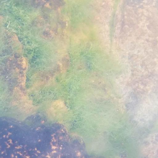 Ulva intestinalis other