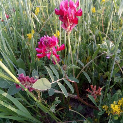 Sulla coronaria other