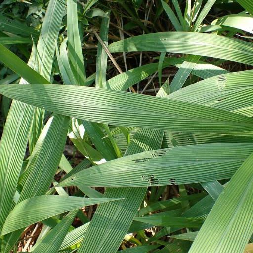 Setaria megaphylla other