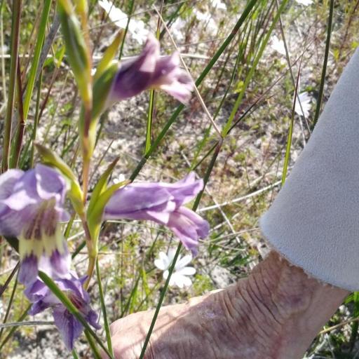 Gladiolus carinatus — houseplant care guide