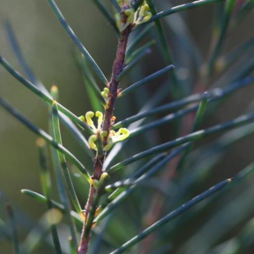 Hakea nodosa other