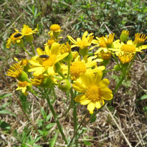 Packera plattensis other