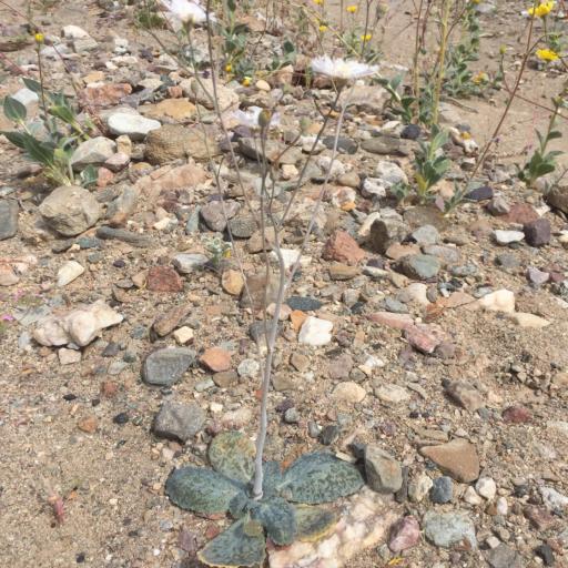 Atrichoseris platyphylla — houseplant care guide