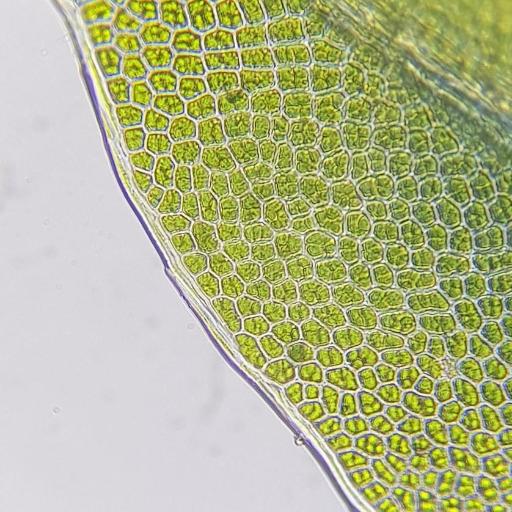 Fissidens bryoides other