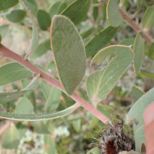 Protea punctata — houseplant care guide