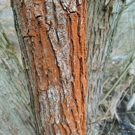 Trentepohlia umbrina other