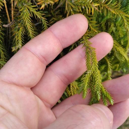 Huperzia varia other