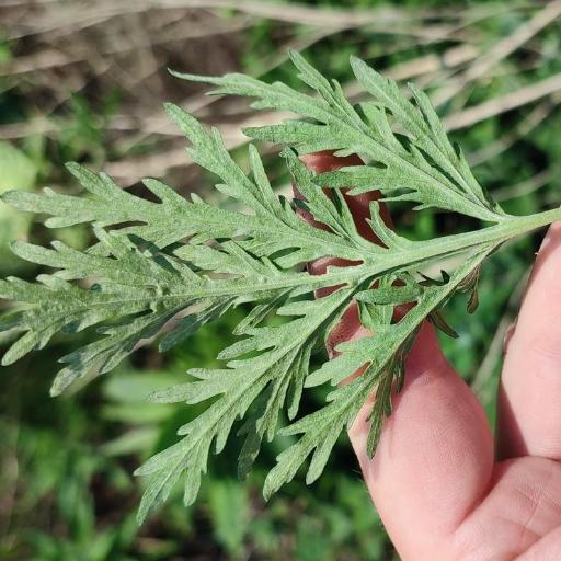 Artemisia sieversiana other