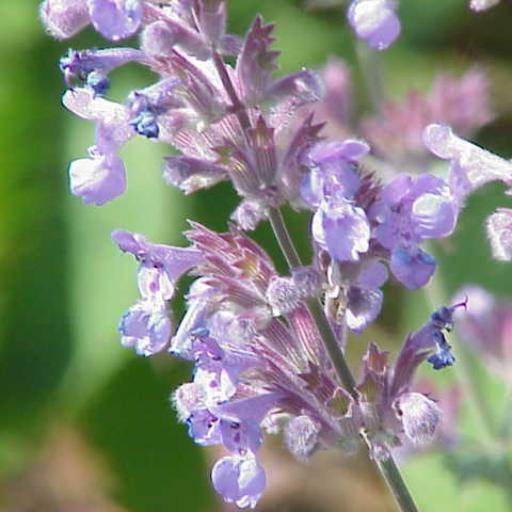 Nepeta × faassenii other