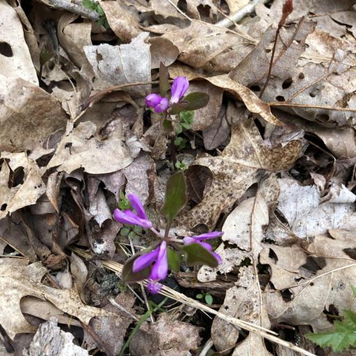 Polygaloides paucifolia other